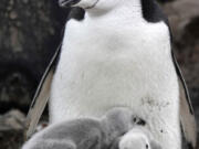 This image provided by Won Young Lee shows wild chinstrap penguins guard their fuzzy gray chicks on King George Island, Antarctica. Researchers have discovered that some penguin parents sleep for only seconds at a time around-the-clock to protect their eggs and chicks. Sensors were attached to adult chinstrap penguins in Antarctica for the research. The results published Thursday, Nov. 30, 2023 show that during the breeding season, the penguins nod off thousands of times each day but only for about four seconds at a time.