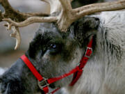 FILE - A reindeer named Thunder stands in Branchburg, N.J. on Dec. 16, 2018. Finding food in a cold, barren landscape is challenging, but researchers from Dartmouth College in New Hampshire and the University of St. Andrews in Scotland report that reindeer eyes may have evolved to allow them to easily spot their preferred meal.