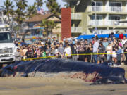 Bystanders look at a 52-foot-long female fin whale that died and washed onto Mission Beach Sunday, Dec. 10, 2023, in San Diego. Officials said there were no obvious signs leading to a cause of death. Researchers from NOAA Southwest Fisheries Science Center inspected the whale and took samples before city workers attempted to remove it. (K.C.