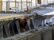 A bull stands on the tracks at Newark Penn Station, Thursday, Dec. 14, 2023, in Newark, N.J. A loose bull on the tracks at the New Jersey train station has snarled rail traffic. New Jersey Transit released a photo of the horned bovine apparently standing on the tracks at Newark Penn Station.