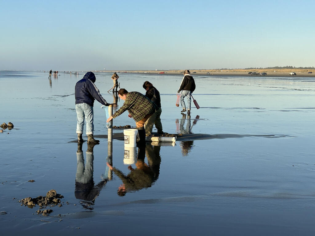 WDFW approves five days of coastal razor clam digs starting Dec. 13 - The  Columbian