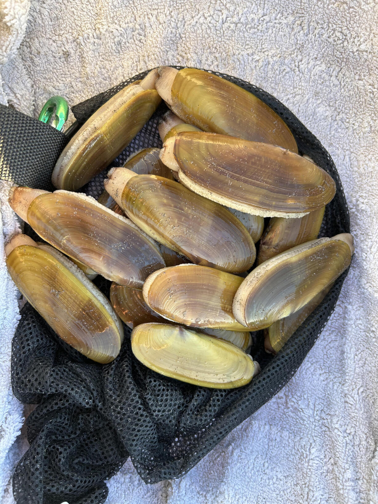 The clams dug in 2023 have been smaller than the past two seasons. This limit of 15 was taken south of the Oysterville Approach at the north end of Long Beach Peninsula.