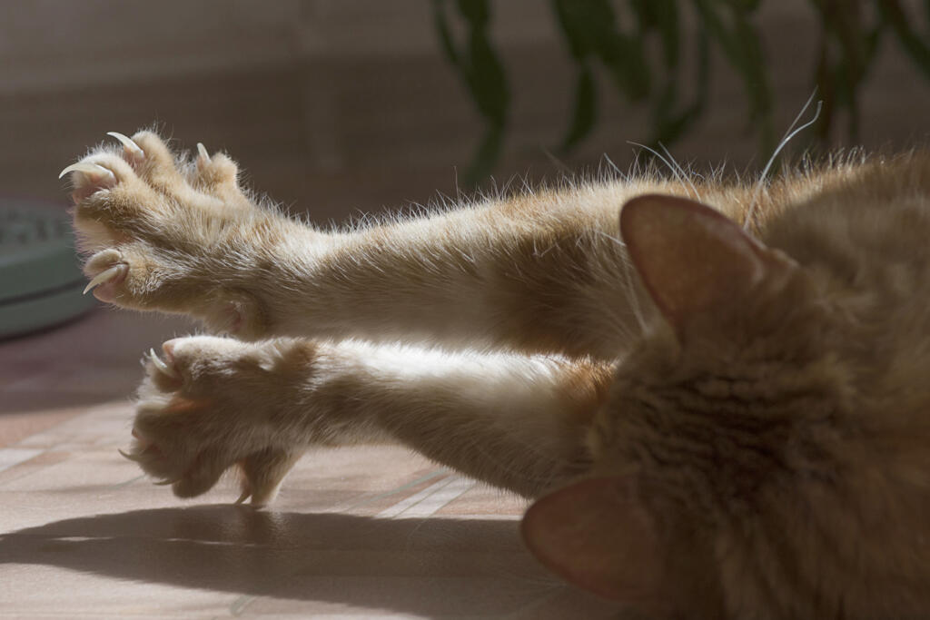 The Tacoma City Council voted Tuesday to ban cat declawing, except when conducted by a licensed veterinarian for a therapeutic purpose.