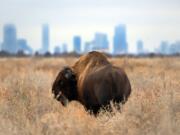 A bison grazes in a field with the downtown Denver skyline in the background Dec. 12 at the Rocky Mountain Arsenal National Wildlife Refuge. (Helen H.