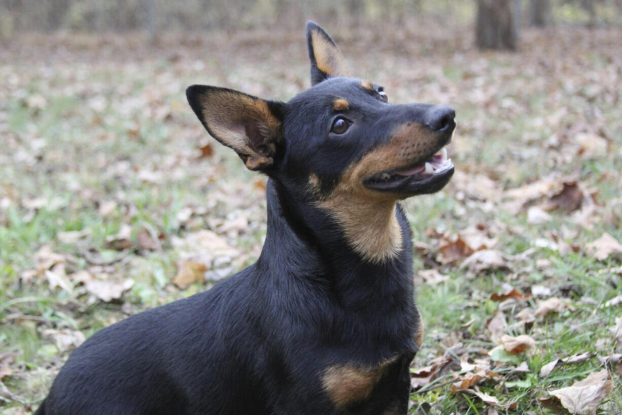 Lex, a Lancashire heeler, sits at attention Dec. 29 in Morristown, N.J. The Lancashire heeler is the latest breed recognized by the American Kennel Club.