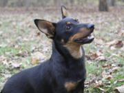 Lex, a Lancashire heeler, sits at attention Dec. 29 in Morristown, N.J. The Lancashire heeler is the latest breed recognized by the American Kennel Club.