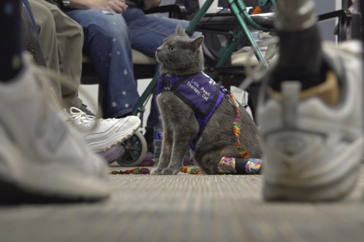 Lola-Pearl looks up at attendees Dec. 11 during a Amputees Coming Together Informing Others&rsquo; Needs meeting in Troy, Ohio.