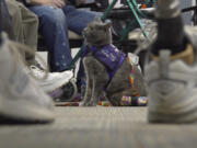 Lola-Pearl looks up at attendees Dec. 11 during a Amputees Coming Together Informing Others&rsquo; Needs meeting in Troy, Ohio.