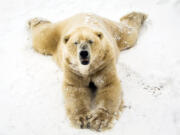 Victor the polar bear plays in the snow Feb. 28, 2018, at the Yorkshire Wildlife Park in Doncaster, north England. Fabric modeled after polar bear fur is more insulating than down jackets, a new study found.