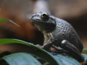 Cuban treefrogs, Osteopilus septentrionalis, are a mostly canopy-dwelling species native to the Caribbean. It&Ccedil;&fnof;&Ugrave;s unclear exactly when they made the leap across the Straits of Florida, but the species was first documented in Florida in the mid-1900s.