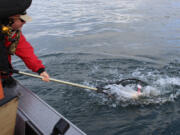 A Columbia River spring Chinook comes to the net. Spring Chinook seasons for the Columbia and its tributaries will be set by early February.