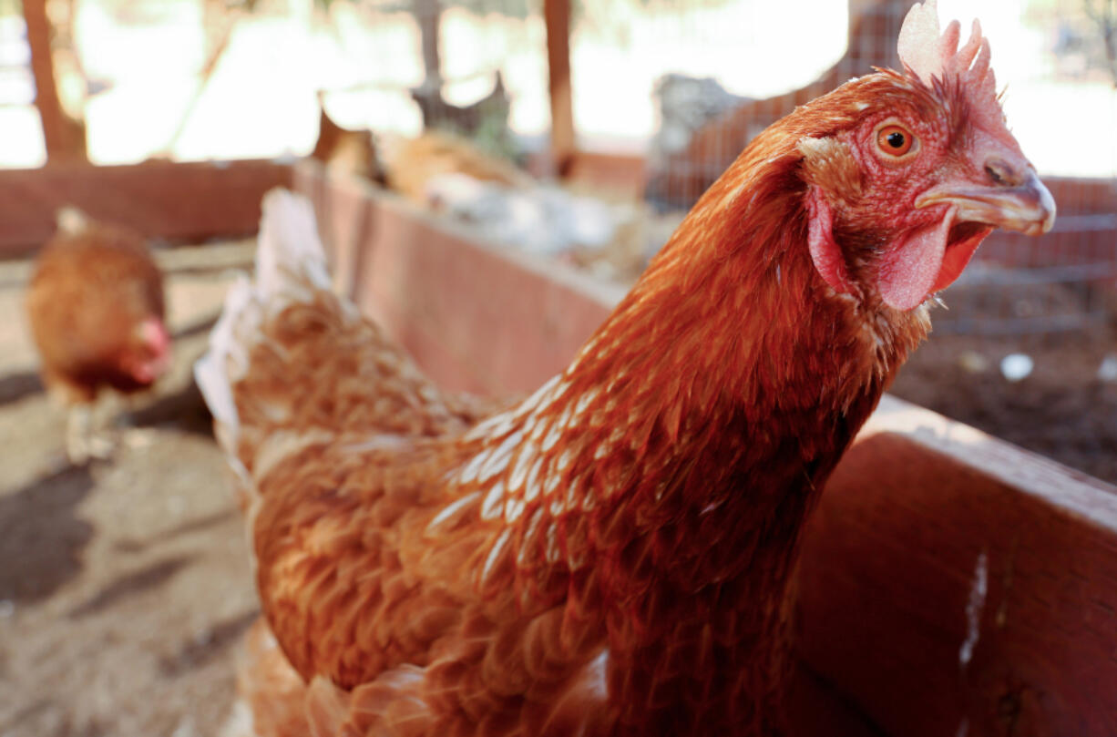 Rescued chickens gather in an aviary at Farm Sanctuary&Ccedil;&fnof;&Ugrave;s Southern California Sanctuary on Oct. 5, 2022, in Acton, California.