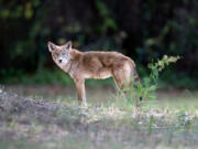 A coyote rests in a commercial lot in Port Richey, Fla., in 2012. &ldquo;We&rsquo;ve got coyotes in all 67 counties of Florida,&rsquo;&rsquo; said Gary Morse, a spokesman for the Florida Fish and Wildlife Commission. &ldquo;They are relatively common.&rsquo;&rsquo; (Douglas R.