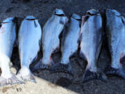 A six-man limit of fall chinook from the Columbia River rests on the dock before being checked by state fisheries creel checkers. Anglers may be looking at a selective fishery in the Buoy Ten reach again this year.