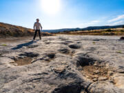 The famous dinosaur tracks in the grasslands of La Junta, Colo.