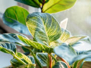 Light is the most common limiting factor when growing plants indoors. Matching the plants to the desired light is the first step toward success. Plant tags, university websites and plant books can provide this information.