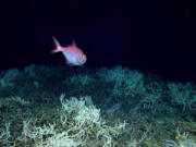 Alfonsino fish swim over a field of Lophelia pertusa in the massive reef discovered off the eastern U.S. Coast.