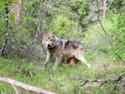 A gray wolf.