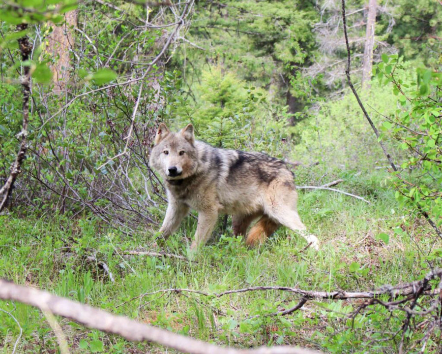 A gray wolf.