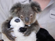 A wildlife care specialist holds Omeo, a koala joey, as he holds onto a stuffed panda bear at the San Diego Zoo on May 19, 2020. (K.C.