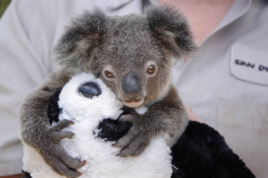 Care For Us - Koala