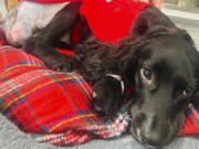 Ariel, a black spaniel, after surgery, in Bristol, England,  on Jan.