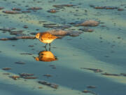 A tiny plover, one of the more than 200 bird species that populate the Brunswick Islands, skits along the shore of Sunset Beach. The beaches of Brunswick Islands are known for birdwatching.