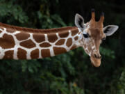 A giraffe is among hundreds of animals living at the Ostok Sanctuary near Culiacan.