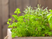 Keep your favorite herbs within easy reach for cooking and seasoning by growing them in containers.