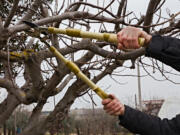 Trimming trees is essential to enhance their appearance, prevent overgrowth, and maintain overall health. Regular trimming helps ensure the tree receives ample sunlight, moisture and nutrients for a thriving yard.