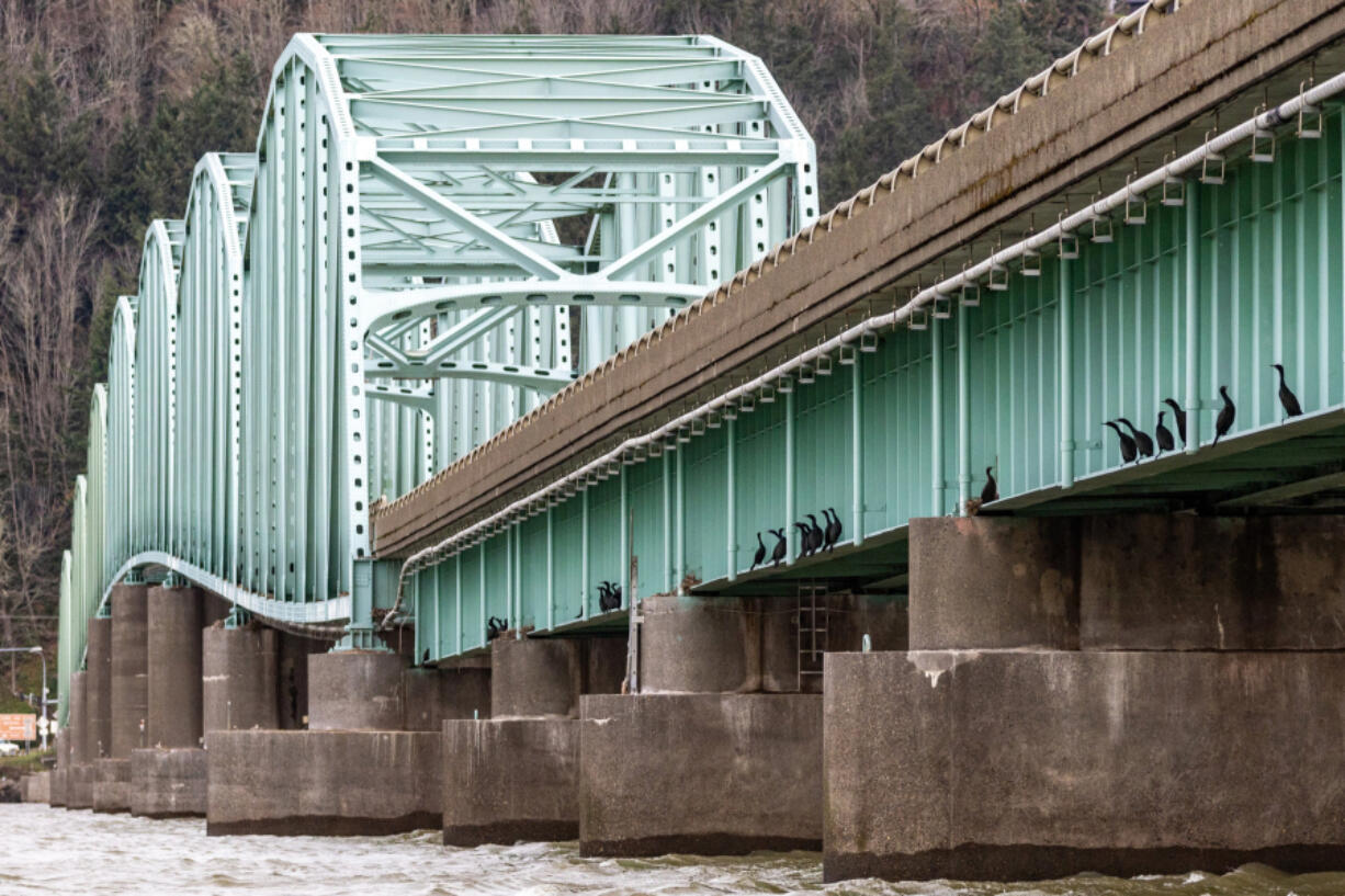 Cormorants perch on the seaside span of the Astoria-Megler Bridge in Chinook, Washington, on Dec, 13, 2023.