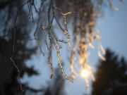 A streetlight illuminates a frozen branch following a period of freezing rain Wednesday morning.