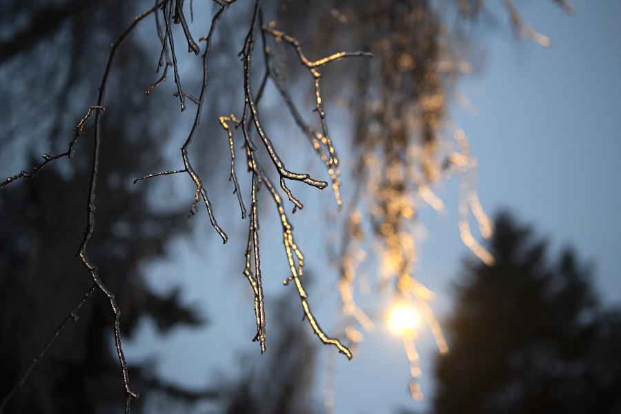 A streetlight illuminates a frozen branch following a period of freezing rain Wednesday morning.