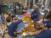 Veterinary dentist Dr. Alice Sievers, left, was accompanied by her own staff and a team from the Point Defiance Zoo in Tacoma Jan. 5 as she performed a dental exam and root-canal procedure on Sanjiv, a Sumatran tiger.