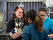 Between 4,000 and 5,000 small-animal emergency patients are seen annually at the WSU veterinary hospital. Such care is provided 24 hours a day, 365 days a year, with no appointment necessary. Mikayla... (Ted S.