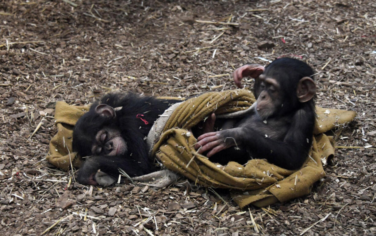 Baby chimpanzee Maisie, left, sleeps as her friend Lola, right, tries to wake her at the Maryland Zoo.