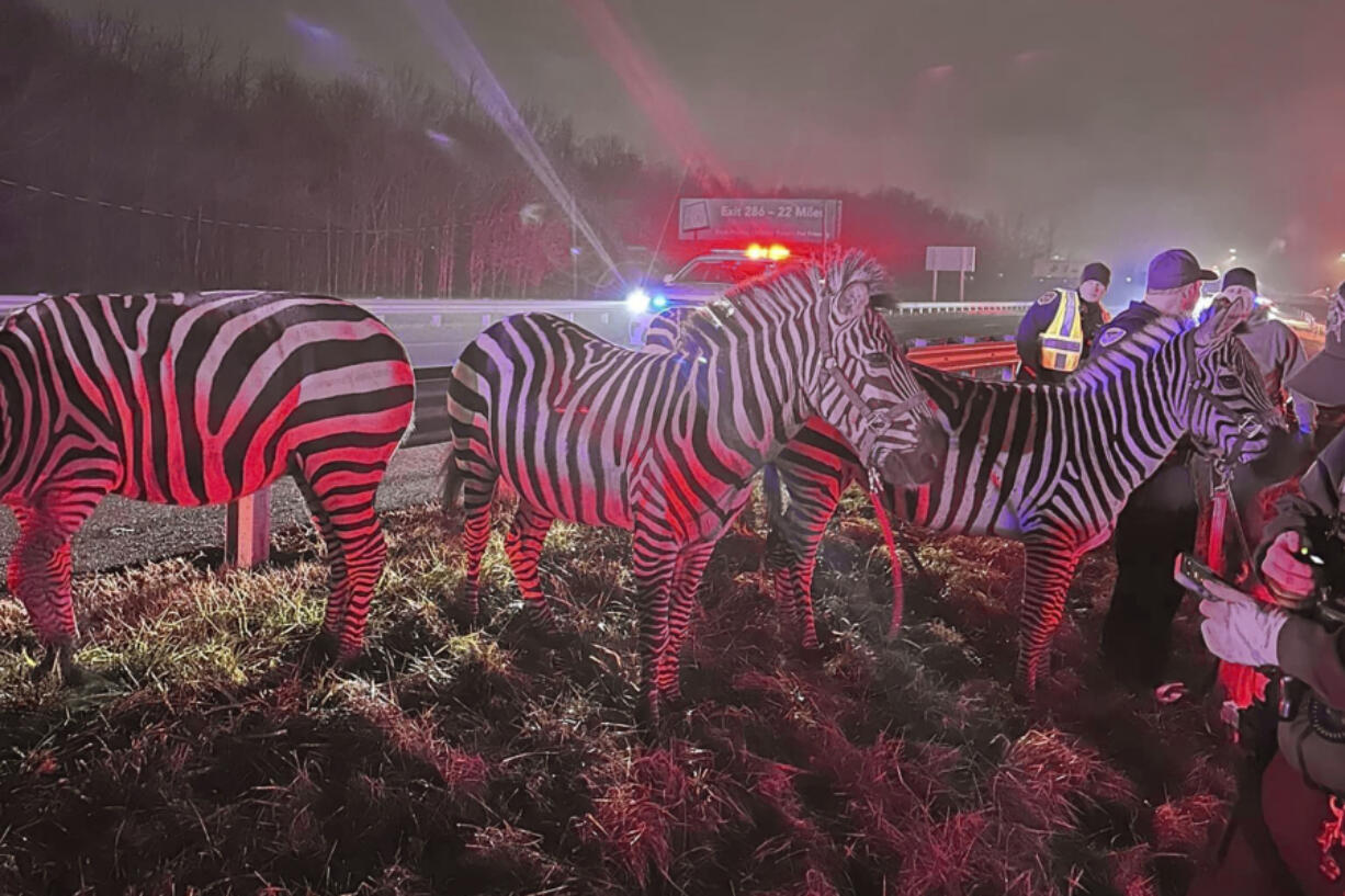 In this photo provided by Grant County Sheriff&rsquo;s Office, animals are rescued by emergency responders after a truck fire near Marion, Ind., early Saturday, Jan. 27, 202.   A truck hauling zebras and camels for a series of weekend circus performances caught fire early Saturday on the northeastern Indiana highway, prompting a police rescue of the animals. Sgt. Steven Glass with Indiana State Police says the tractor-trailer caught fire about 2 a.m. along Interstate 69 in Grant County about 60 miles northeast of Indianapolis.