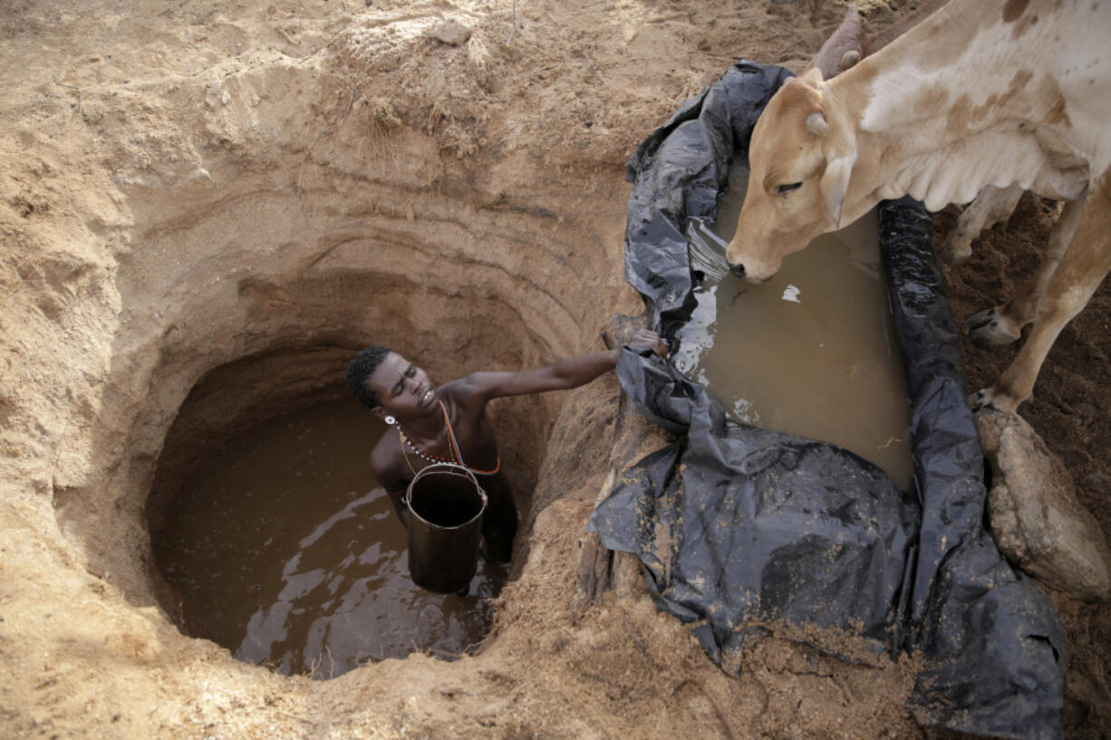 FILE - A Samburu man gives cows water in Kom village, Samburu County, Kenya, Oct. 15, 2022. The groundwater that supplies farms, homes, industries and cities is being depleted across the world, and in many places faster than in the past 40 years, according to a new study Wednesday, Jan. 24, 2024, that calls for urgency in addressing the depletion.