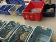 Surviving cold-stunned turtles wait to be examined at CMAST in Morehead City, N.C. The North Carolina State University Center for Marine Sciences and Technology took in 109 cold-stunned sea turtles from Cape Lookout on Jan. 21 but only 36 survived, the center said in a social media post this week.