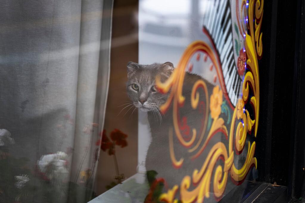 Sheldon, the patron cat saint of the Philadelphia Argentine Tango School, had a tango composed about him in June.