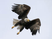 FILE - A bald eagle flies at Loess Bluffs National Wildlife Refuge, Dec. 24, 2021, in Mound City, Mo. Harvey Hugs, a Montana felon previously convicted of killing eagles to sell their parts on the black market, was sentenced to three years in federal prison Wednesday, Jan. 24, 2024, for related gun violations.