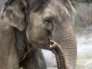 The 53-year-old Asian elephant Shaunzi has been euthanized at the Los Angeles Zoo after she was unable to stand up.