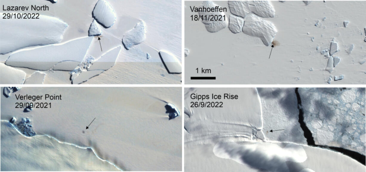 This combination of satellite images provided by the E.U.&rsquo;s Copernicus program via the British Antarctic Survey in January 2024 shows four new emperor penguin colony sites in Antarctica. Scientists have spotted previously unknown colonies of emperor penguins in new satellite imagery. At least some emperor penguins are moving their colonies as melting ice from climate change threatens breeding grounds. The British Antarctic Survey said Wednesday, Jan. 24, 2024, that the four newly found colonies likely existed for many years, but scientists hadn&rsquo;t previously spotted them.