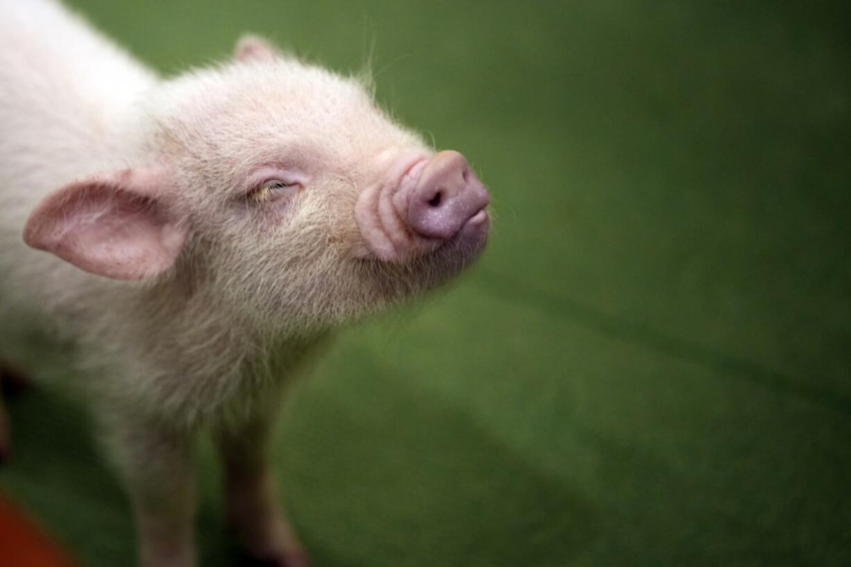 A pig pauses at a Mipig Caf&eacute; on Jan. 24 in Tokyo. The animals, known as micro pigs, don&rsquo;t get bigger than a corgi dog. The cafe&rsquo;s pigs are toilet-trained.