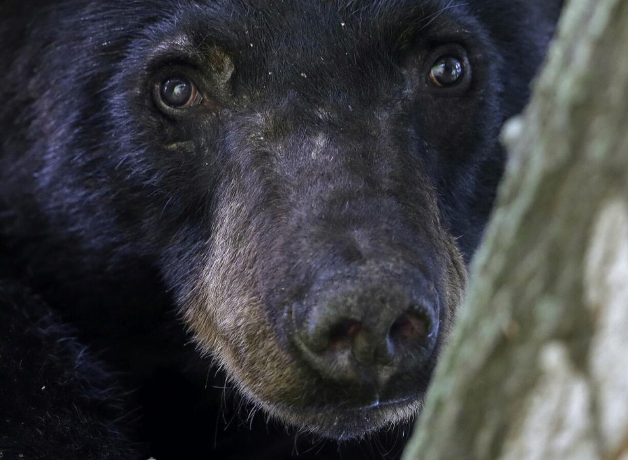 FILE - A Louisiana black bear, sub-species of the black bear that was protected under the Endangered Species Act, is seen in a water oak tree, May 17, 2015, in Marksville, La. A move is underway that wildlife advocates hope will persuade the state to end plans to overturn a nearly 40-year-old hunting ban on Louisiana black bears. The petition had just over 7,500 signatures as of Wednesday, Jan. 17, 2024.