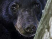 FILE - A Louisiana black bear, sub-species of the black bear that was protected under the Endangered Species Act, is seen in a water oak tree, May 17, 2015, in Marksville, La. A move is underway that wildlife advocates hope will persuade the state to end plans to overturn a nearly 40-year-old hunting ban on Louisiana black bears. The petition had just over 7,500 signatures as of Wednesday, Jan. 17, 2024.