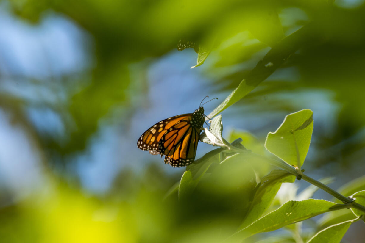 FILE - A butterfly sits on a leaf at Monarch Grove Sanctuary in Pacific Grove, Calif., on Nov. 10, 2021. The number of western monarch butterflies overwintering in California dropped 30% from the previous year likely due to a wet winter. Researchers with the Xerces Society, a nonprofit environmental organization, said Tuesday, Jan. 30, 2024, that volunteers who visited sites in California and Arizona around Thanksgiving tallied more than 230,000 butterflies, compared to 330,00 in 2022.