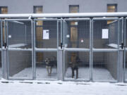 Two dogs wait to be adopted or temporarily fostered, in Krakow, Poland, on Sunday Jan. 7, 2024. The KTOZ Shelter for Homeless Animal on Friday sent out an urgent appeal to people to adopt or at least temporarily shelter some of its dogs until the dangerous cold spell passes. It didn&rsquo;t have room inside for all its 300 dogs and some where in pens outdoors. What it called &ldquo;Operation Frost&rdquo; was a huge success, with people arriving in droves, waiting in lines for hours and taking home 120 pups.