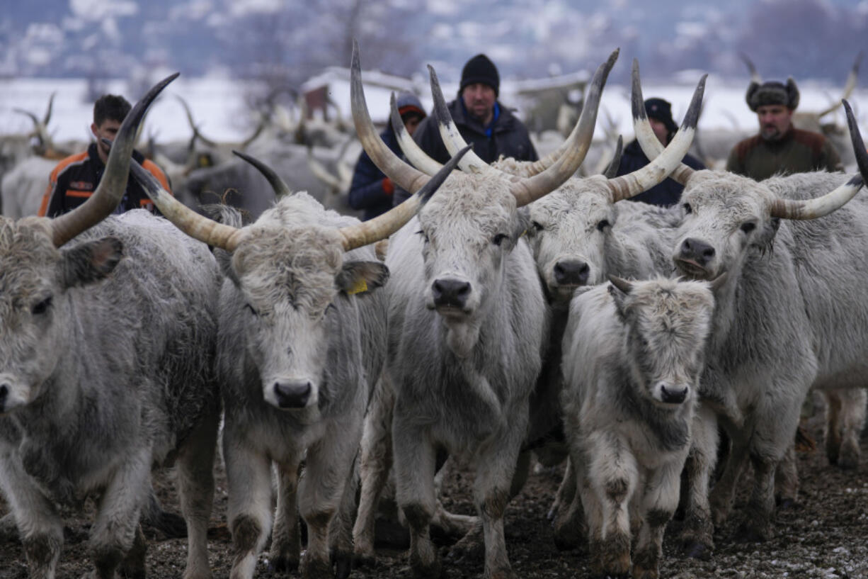 Farmers collect cows on a flooded river island Krcedinska ada on Danube river, 50 kilometers north-west of Belgrade, Serbia, Tuesday, Jan. 9, 2024. After being trapped for days by high waters on the river island people evacuating cows and horses.