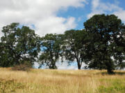 Above, researchers estimate that white oaks now dot less than 10 percent of the range they historically occupied before European settlements were established. Oak communities have historically been cleared to build homes and businesses or to convert expanses to agricultural sites.
